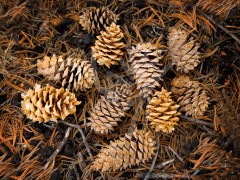 IDAHO Pine Cones